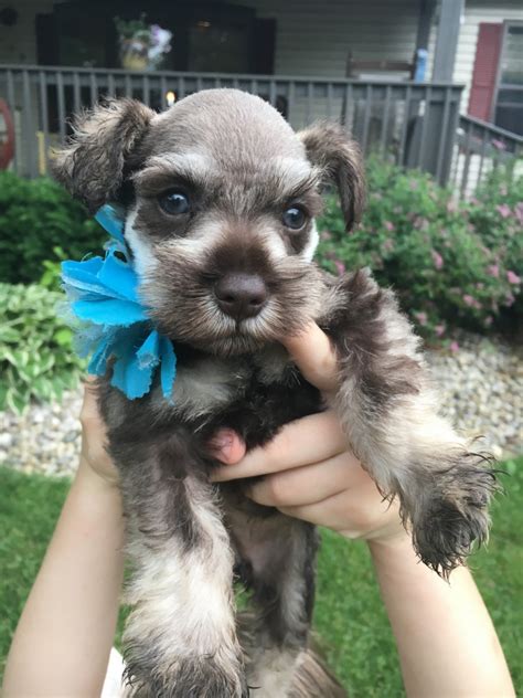 Click here to call us now with any inquries or to schedule a zoom call with one of our posh puppies. Miniature Schnauzer Puppies For Sale | New Castle, IN #277668