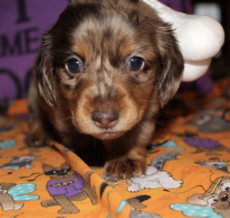 Your deposit and texas state sales tax (when applicable) are included in the total price. Dachshund Puppies For Sale Houston Area