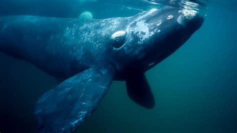 Offshore Wind Farms Threaten Critically Endangered Right Whale S Migration Routes Rangefire