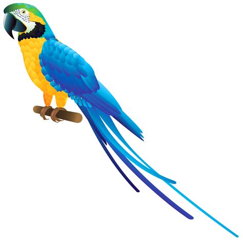 Blue Parrot Png Clipart Best Web Clipart