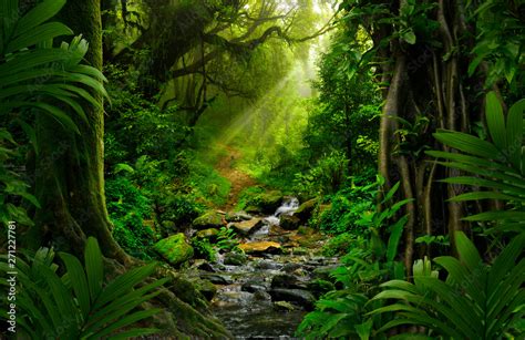 Southeast Asian Rainforest With Deep Jungle Stock Photo Adobe Stock