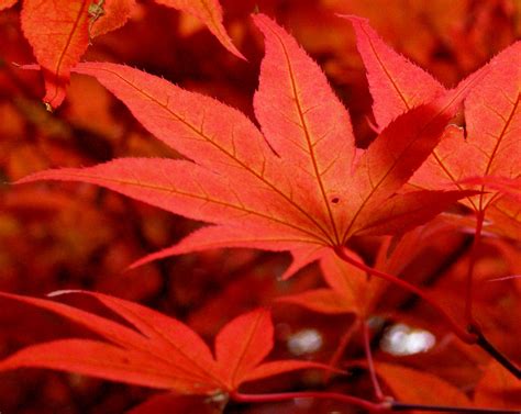 Filemaple Leaves In October 2009 Wikipedia The Free Encyclopedia