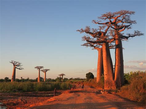 Madagascar A Lost World Madagascar A Lost World