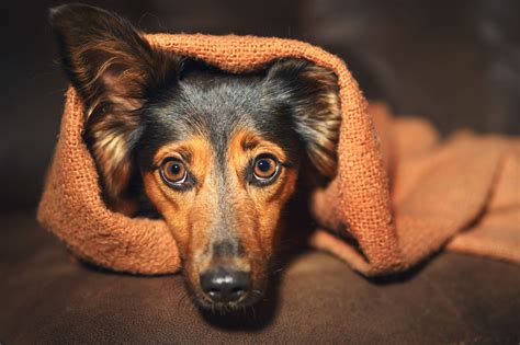 What Can I Give My Dog For Anxiety Dr Marty Pets