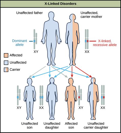 Can A Recessive Trait Be On The Y Chromosome Inheritance Of Single Gene Disorders Fundamentals