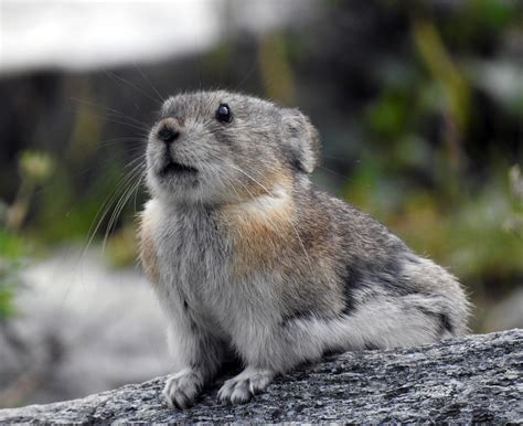 Collared Pika Ochotona Collaris Savage River Alaska Thomas Hamel