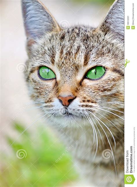 Striped Cat With Green Eyes Stock Image Image Of Ears