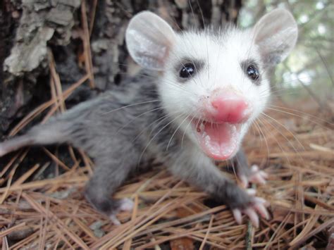 25 Cute Possum And Opossum Pictures Reader S Digest