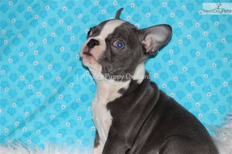 Many dog breeds can be stubborn and a little crazy, but they are not the only breeds that are stubborn and crazy. Baby Blue: Boston Terrier puppy for sale near Dallas / Fort Worth, Texas. | 203cd3a8-bb81