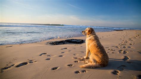 10 Of The Best Dog Friendly Beaches In Devon Toad Hall Cottages Blog