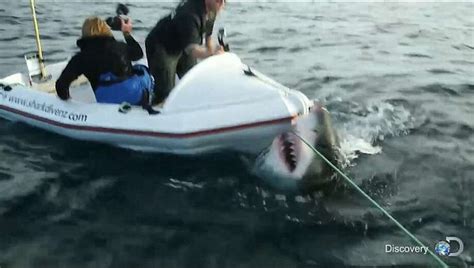great white shark attacks boat in shark week video from new zealand houston chronicle