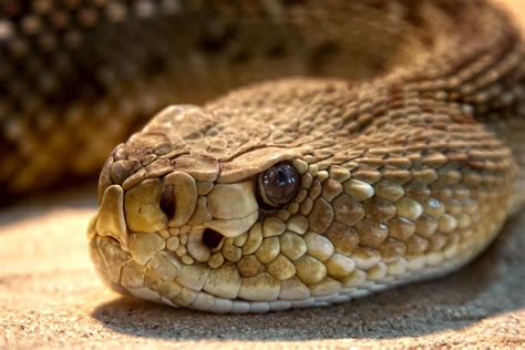 Terrarium Snake Dangerous Toxic Viper Rattlesnake Aliem