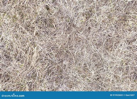 Dry Grass Hay Texture Seamless Royalty Free Stock Image Cartoondealer