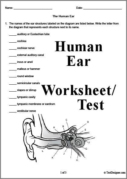 3 Page Human Ear Worksheet Or Test Answer Key Can Also Be Downloaded