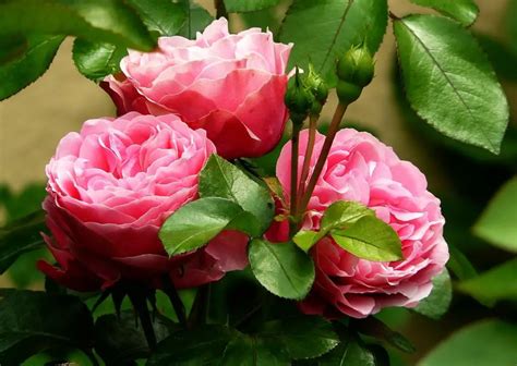 Rose Gardening Tips How To Grow A Beautiful Rose Garden