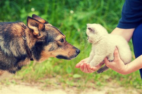 Big Dog And Little White Kitten In Female Hands Stock Image Image Of