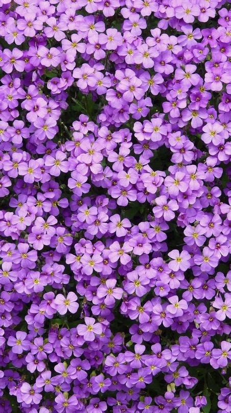 Iphone Wallpaper Lock Screen Background Tumblr Purple Flowers