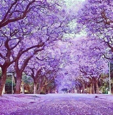 Send overseas arrow to indicate more links. Things to do in Adelaide | Jacaranda tree, Purple trees ...