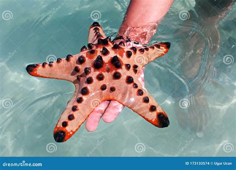 Starfish Aka Sea Star On The Beach Stock Photo Image Of Pacific