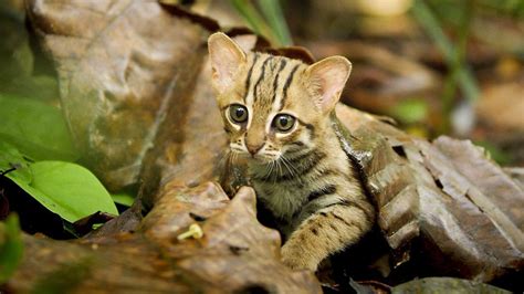 In 2012, it was also recorded in the western terai of nepal. WATCH: Rusty Spotted Cat, The Smallest Feline In The World ...