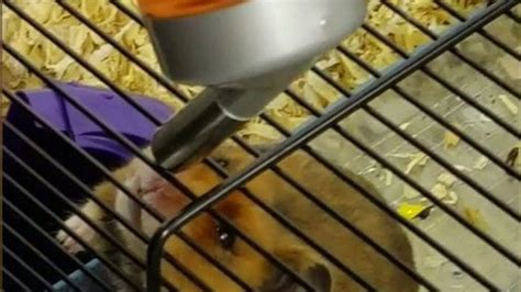 Hamster Fed Lsd Spiked Tizer And Cannabis In Heysham Bbc News