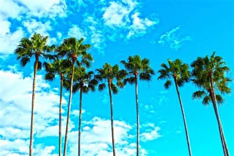 Whether you want to bring a car from toronto to florida permanently or temporarily, our team of logistics providers will help you throughout the entire process. Florida Car Transport | Car Shipping Florida | Number 1 ...