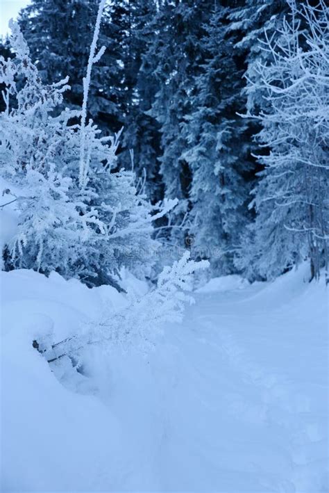 Frozen And Snowy Forest Winter Wonderland Stock Photo Image Of