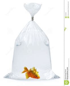 Goldfish Clipart Pics Free Images At Clker Com Vector Clip Art