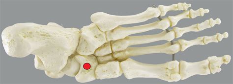 Foot Anatomy Navicular Bone