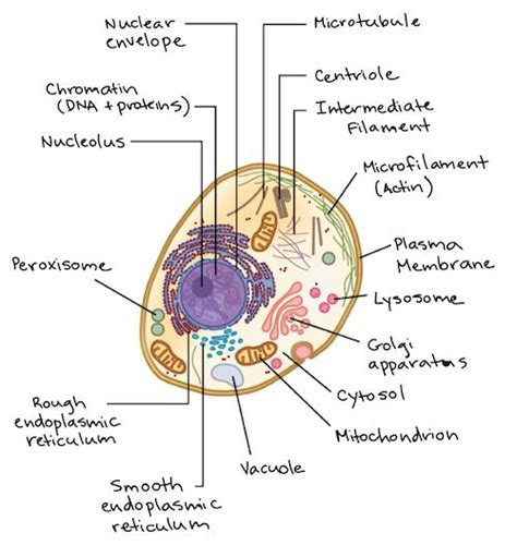 Schematic Diagram Of Eukaryotic Cell