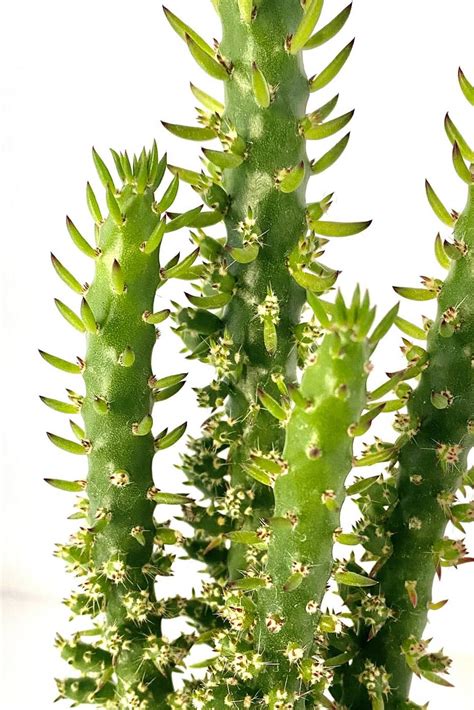Potted Eves Pin Cactus Terrarium Plantshopme