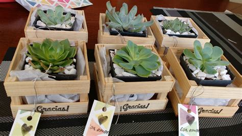 Pin en Plantitas, recuerdos y suculentas.