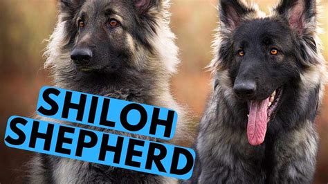 Shiloh Shepherd Dog Breed A Better Version Of German