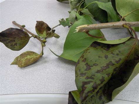 Could you tell me why they are doing this. Lilac Bush Issues - PlantDOC