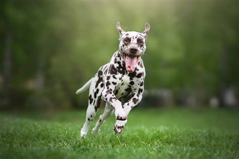 15 Of The Fastest Dog Breeds In The World Highland Canine Training