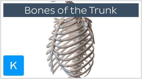 This article looks at female body parts and their functions, and it provides an interactive diagram. Bones of the trunk (preview) - Human Anatomy | Kenhub ...