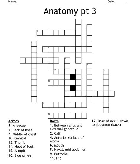 Anatomy Pt 3 Crossword Wordmint