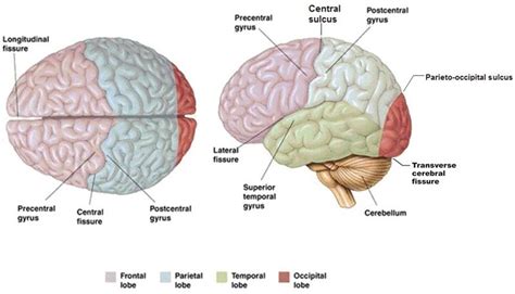 Gyri Sulci Fissures And Cerebral Lobes Diagram Quizlet