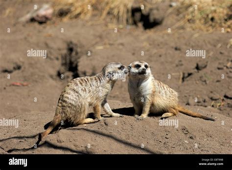 Meerkats Social Behavior Hi Res Stock Photography And Images Alamy