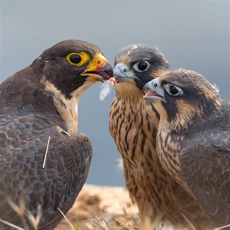 Peregrine Falcon Feeding Time Peregrine Falcon Birds Of Prey Cool