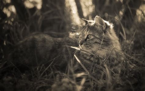 Silver Tabby Cat On Grass Field Hd Wallpaper Wallpaper Flare