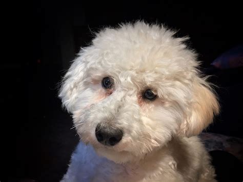 White Toy Poodle What You Have To Know