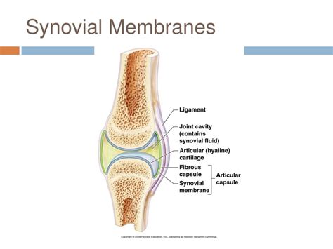 Ppt Classification Of Body Membranes Powerpoint Presentation Free