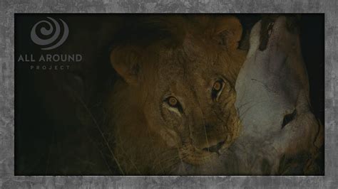New Lion Video Lions Kill Eland A Short Wildlife Safari Youtube