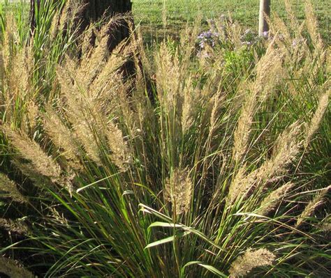 10 Korean Feather Reed Grass Calamagrostis Brachytricha Etsy
