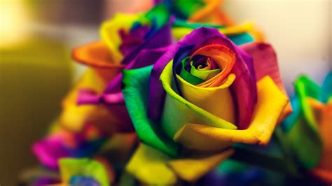 Flowers Closeup Macro Colorful Rose Wallpapers Hd Desktop And
