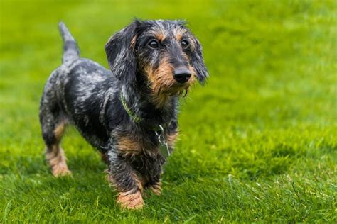 Wire Haired Dachshund Your Complete Guide To The Breed