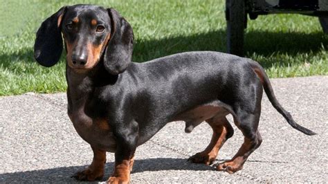 Dachshund Puppy Arched Back Causes And Treatments Explained Sweet
