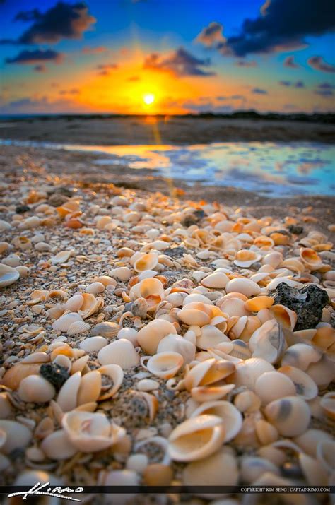 Seashells Along The Beach During Sunrise Beautiful Beach Scenes