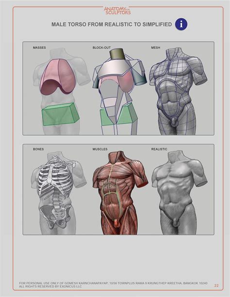 Male Torso From Realistic To Simplified Human Figure Human Anatomy